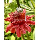 Kenzo Jungle L'elephant Kenzo W Kenzo Jungle L'elephant Kenzo W